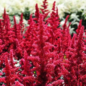 Astilbe 'Fanal' ---